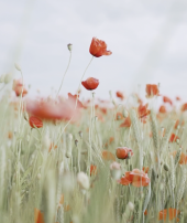 Imatge suport de l'Anunci